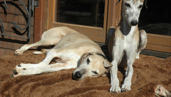 Zwei Azawakhs suchen